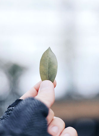 green leaf in hand