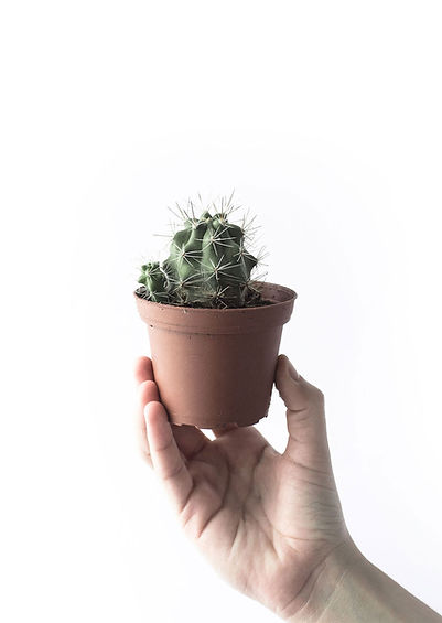 Cacti pot