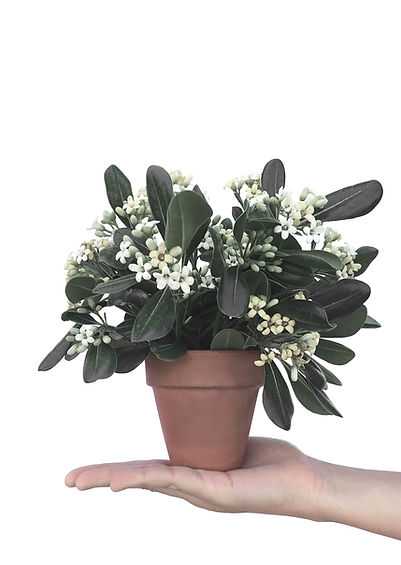 Plants pot