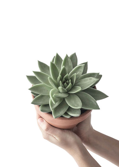 Succulents pot